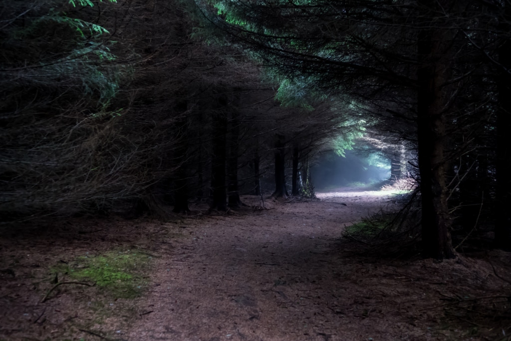 Ein nebliger Pfad durch einen dunklen Wald, am Ende des Weges ist ein im Licht stehender Baum zu sehen.